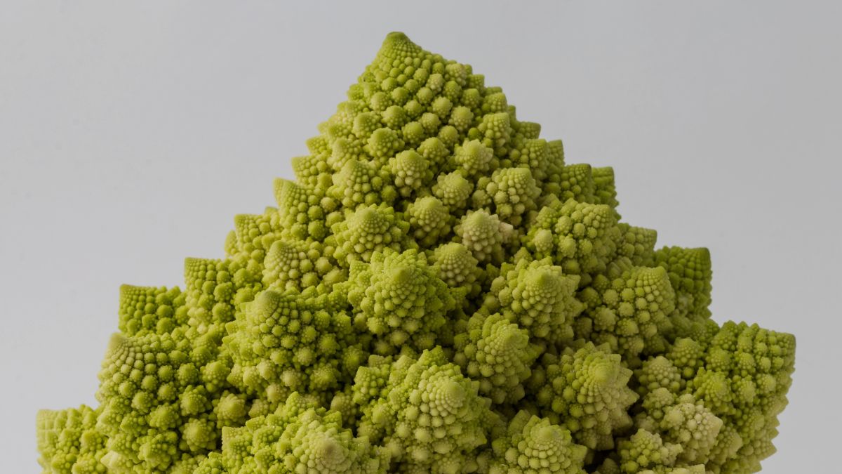 Romanesco broccoli showing perfect fractal geometry in nature