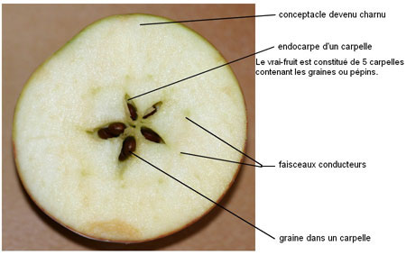 Apple cut horizontally revealing the five-pointed star pattern of seed chambers
