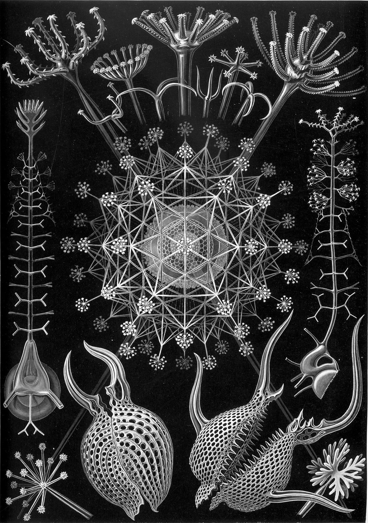 Ernst Haeckel's illustration of Phaeodaria radiolaria — microscopic marine organisms with polyhedral silica skeletons