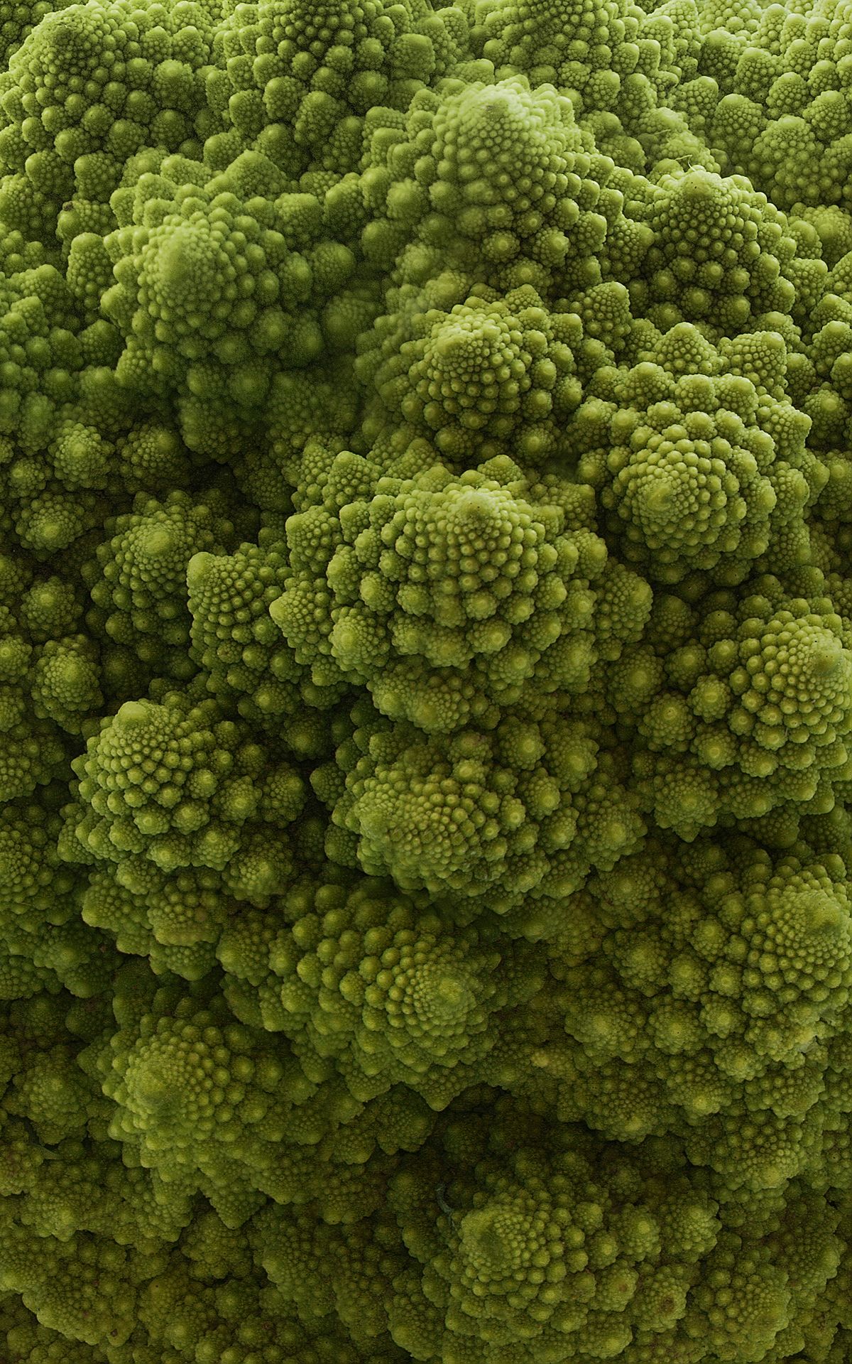 Romanesco broccoli close-up showing fractal self-similar spiralling florets — each cone is a smaller copy of the whole