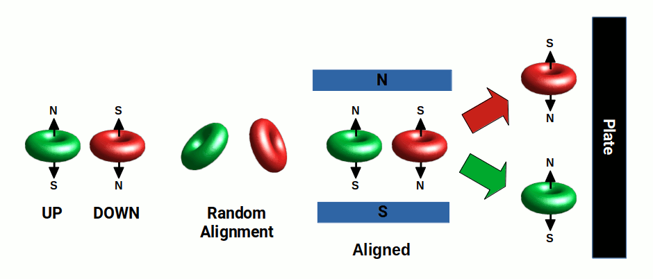 4D electron spin torus showing the geometric relationship between quark spin and the electron cloud