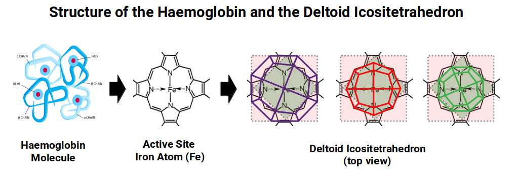 The geometric structure of haemoglobin mapped to the Deltoid Icositetrahedron