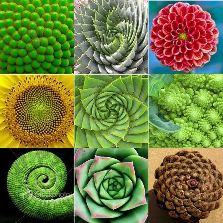 Fibonacci spirals in nature — sunflowers, succulents, pine cones, romanesco broccoli, and other plants showing golden ratio spiral patterns