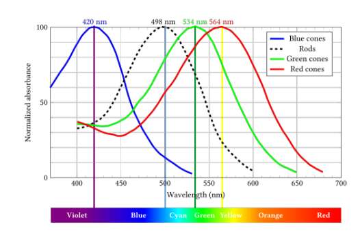 The human eye's retinal cone and rod receptors mapped against the visible light spectrum
