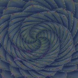 spiral pattern plant