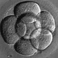 egg of life embryo