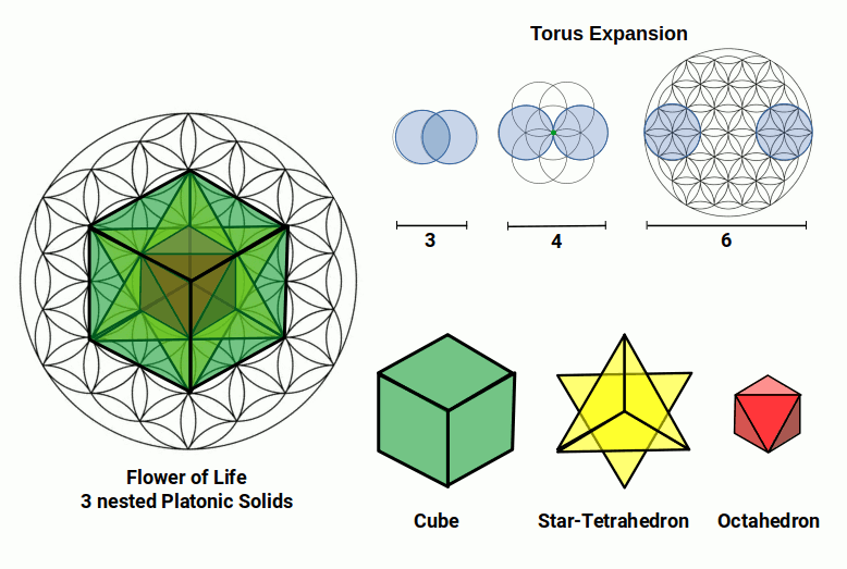 Torus exmapsion and solids nested in the Flower of Life
